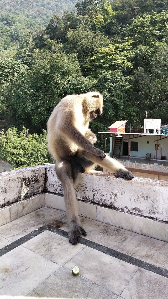 monkey bites