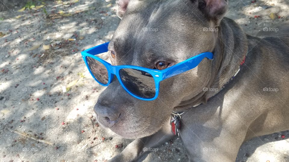 pit bull wearing blue glasses
