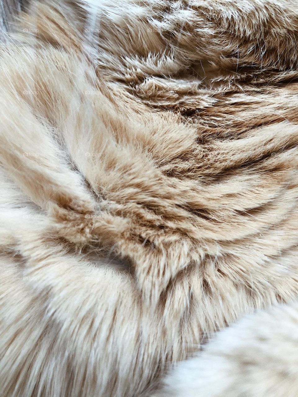 Cat fur closeup, texture, background, beige fur