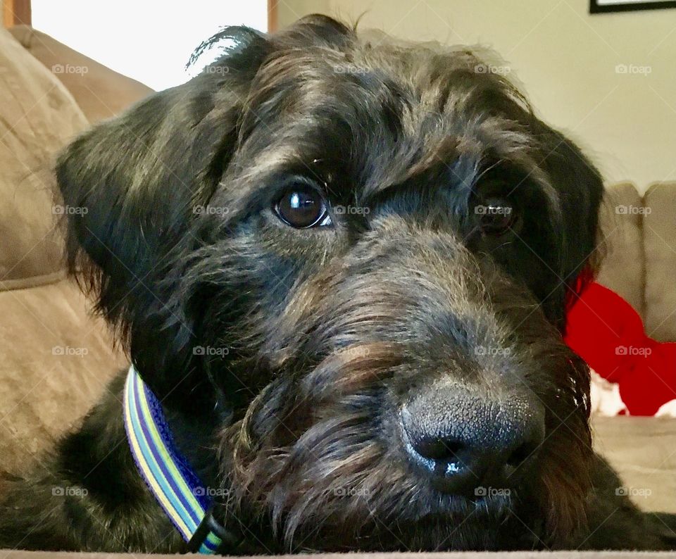 Black Labradoodle puppy with brown eyes