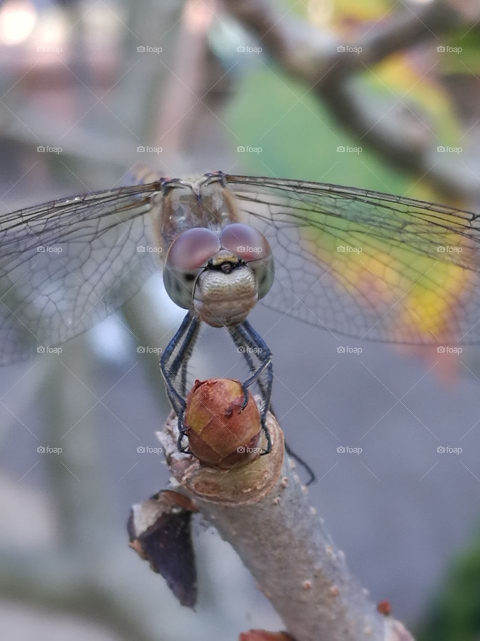 dragonfly close-up
