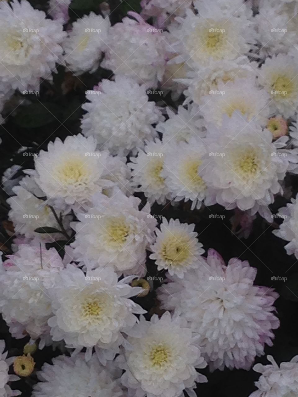 Snowwhite chrysanthemum