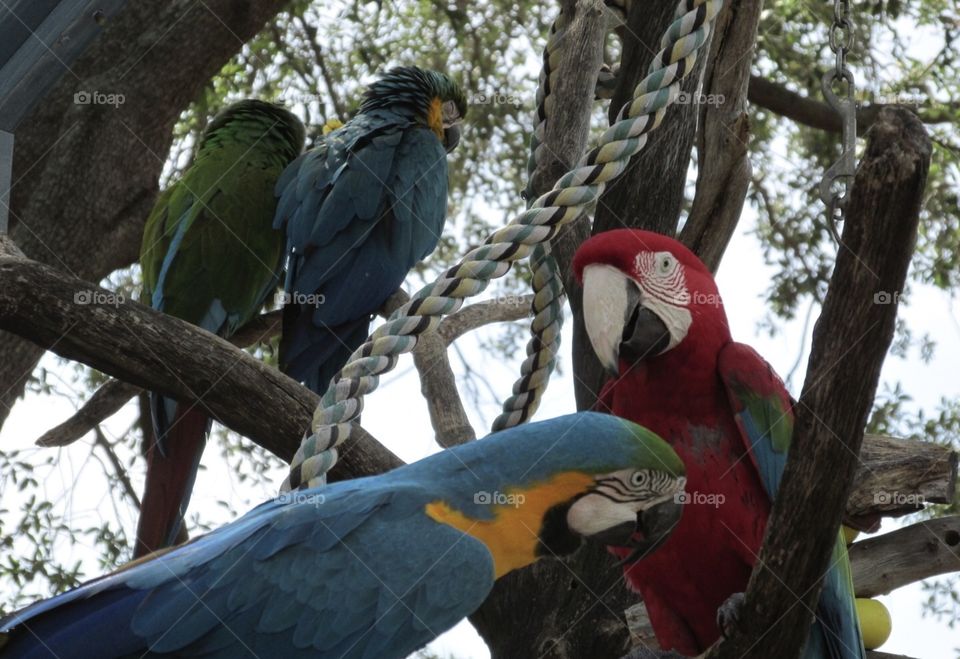 Beautiful colored parrots 🦜