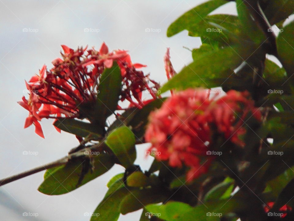 red exotic flowers