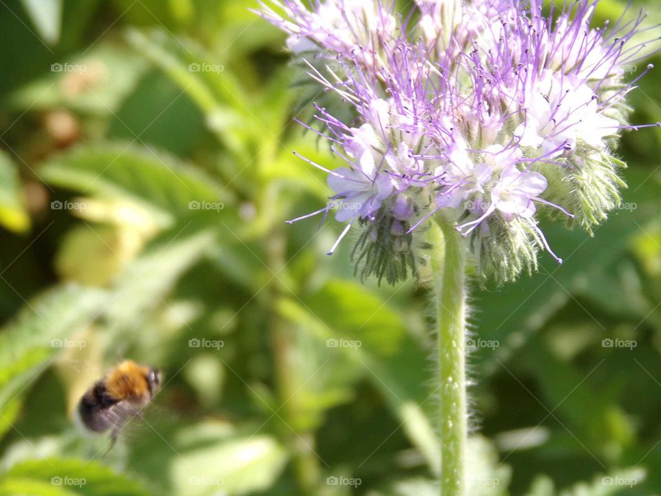 Hummel im Anflug