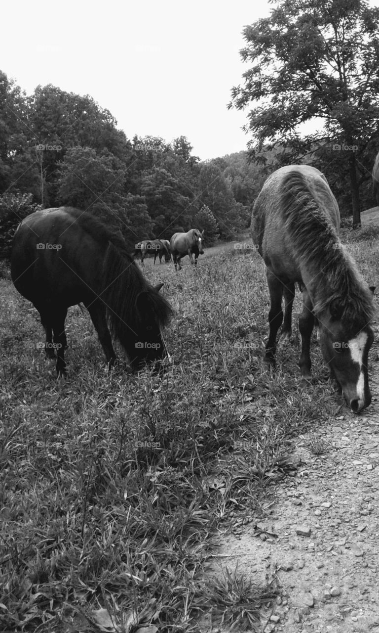 Horses Grazing