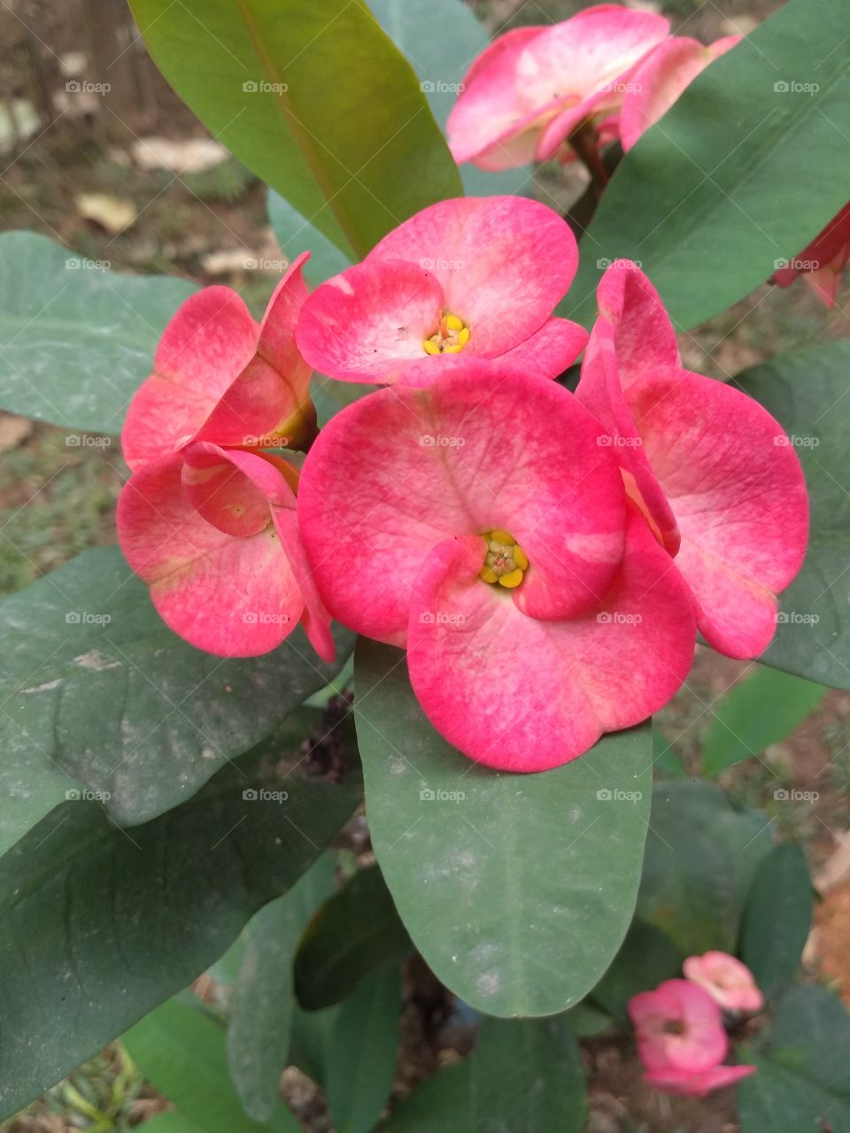 el color rosa de la flores.