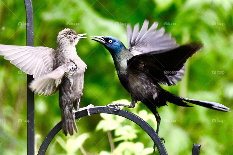 Bird defending its territory 