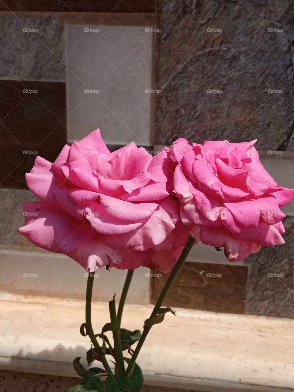 beautiful pink Rose🌹