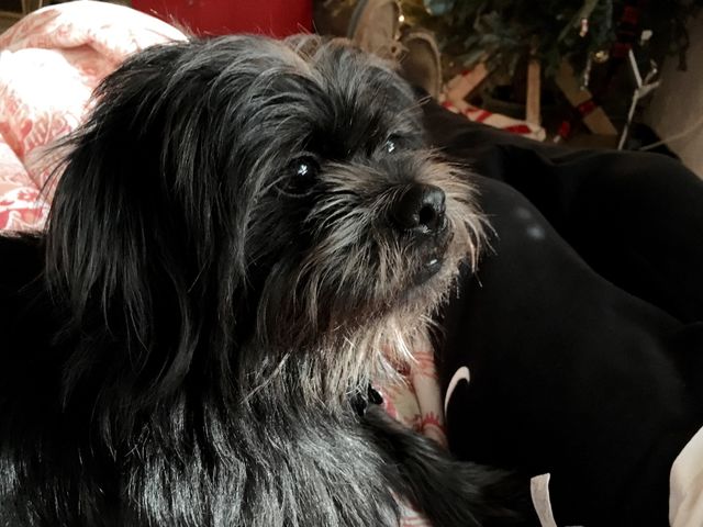 Pup