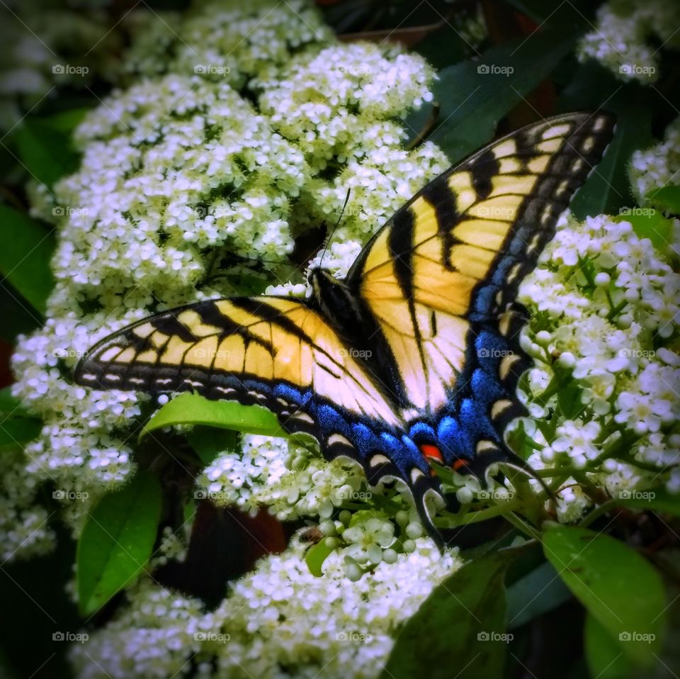 Symmetrical Wings