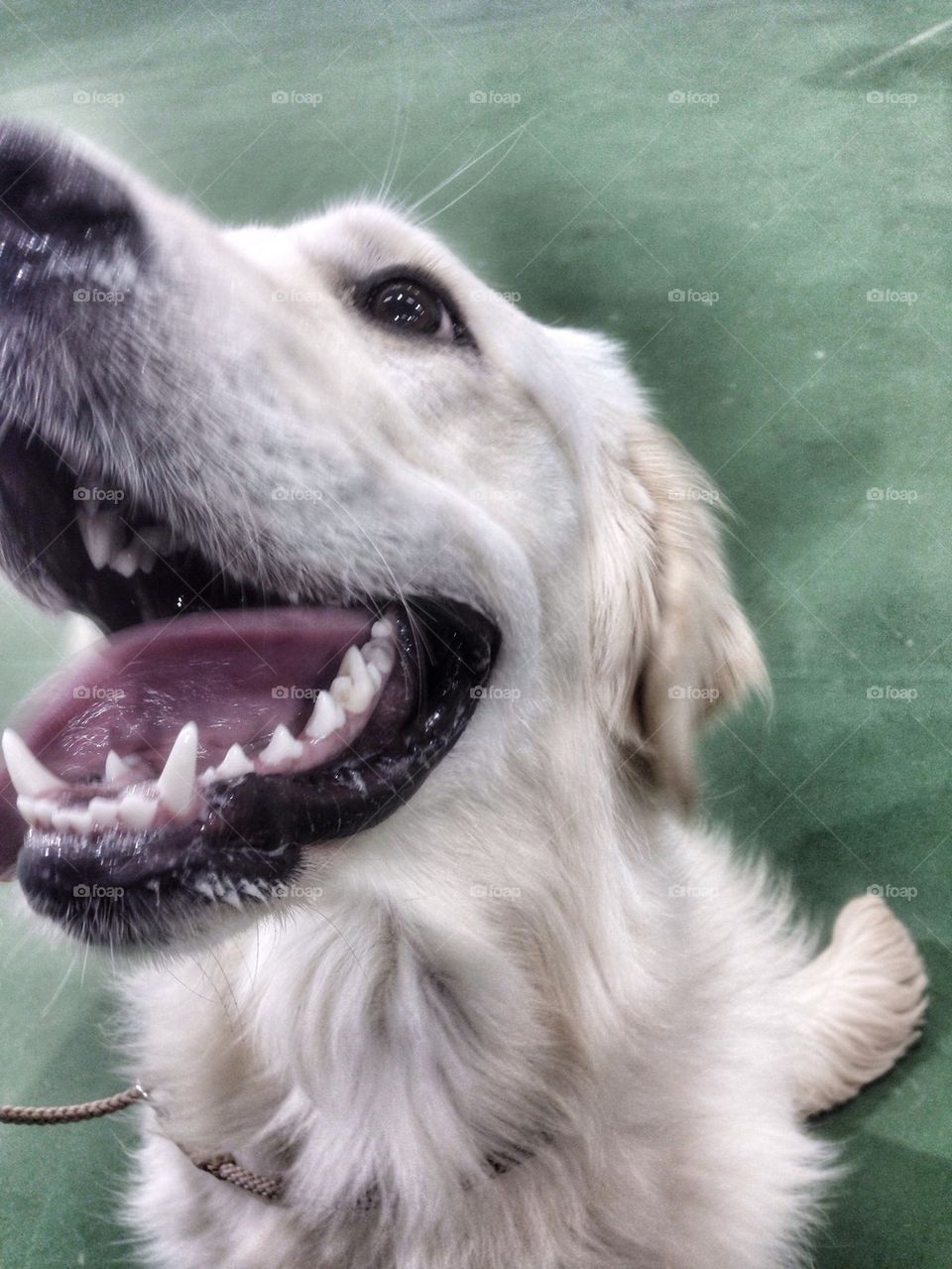 Zoe - Golden Retriever - Ringcraft class