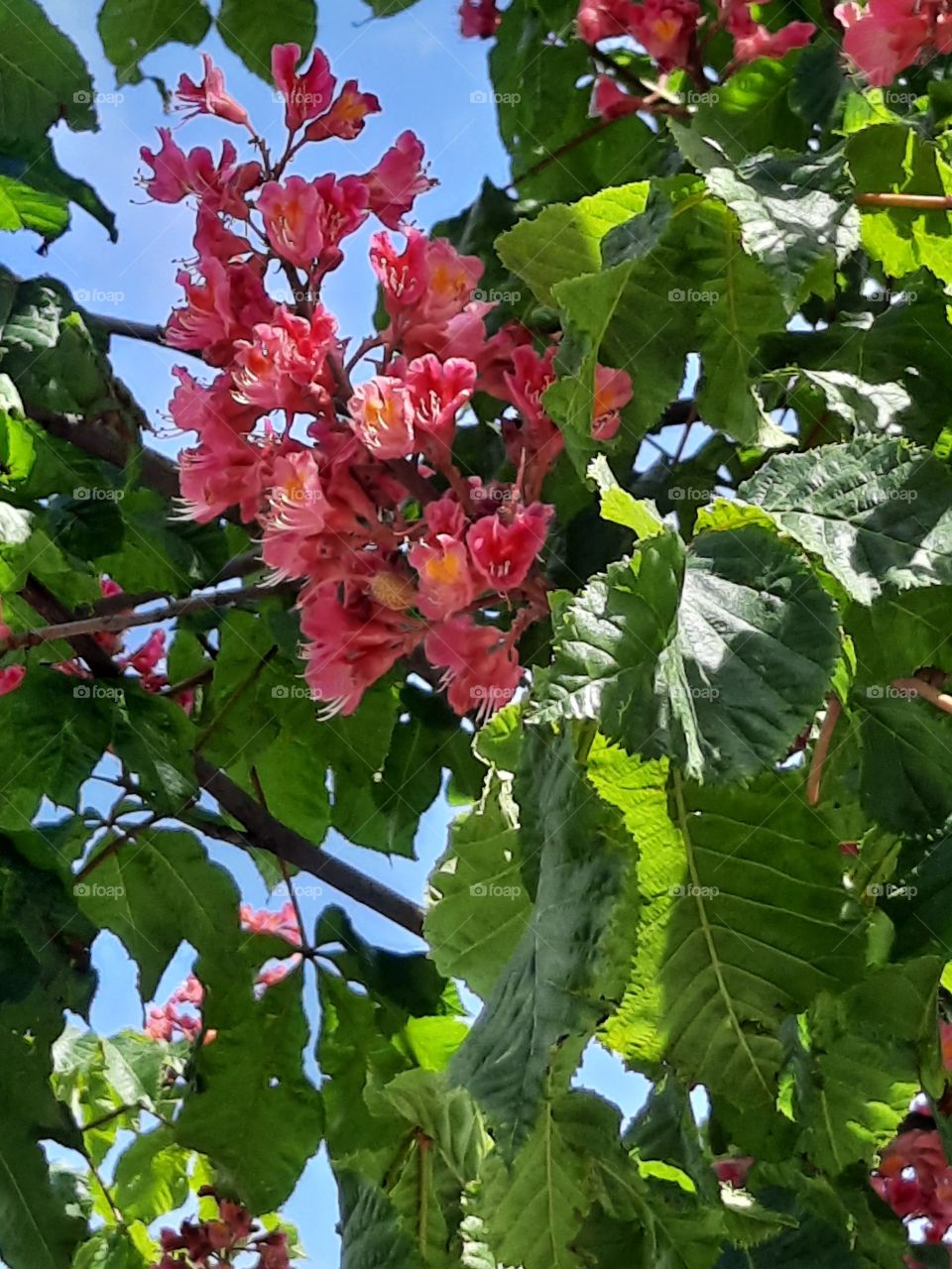 portrait of pink chestnut (Aesculus carnea)