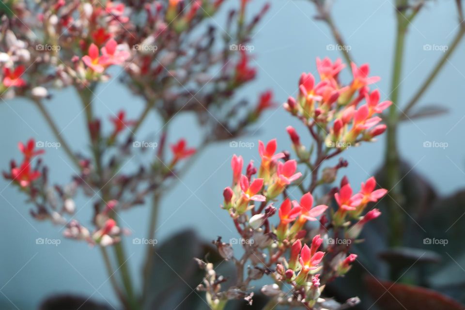 succlent flowering plant