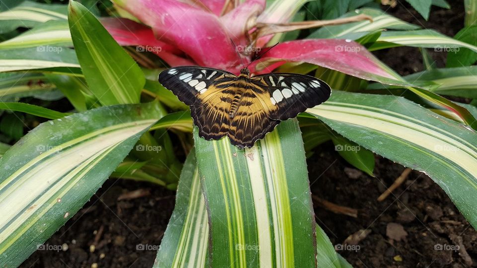 Beautiful butterfly in Sardinia, Italy