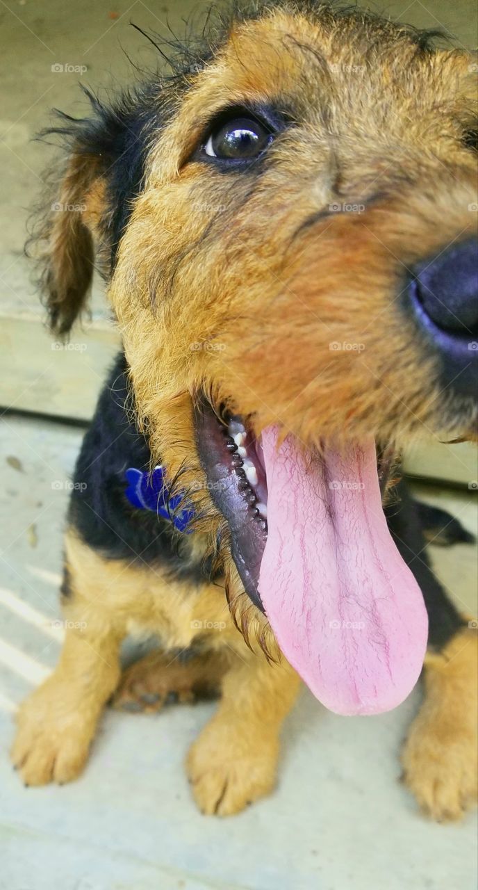 Airedale Terrier