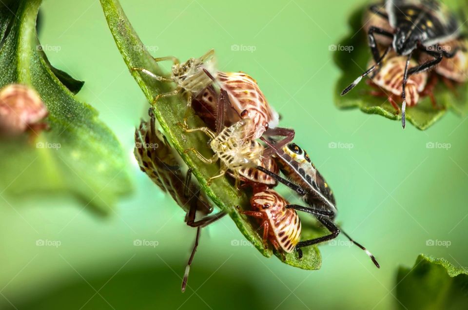 green 'color' 'image'