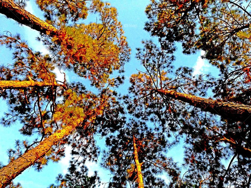 Treetops. Looking up at the tree tops.