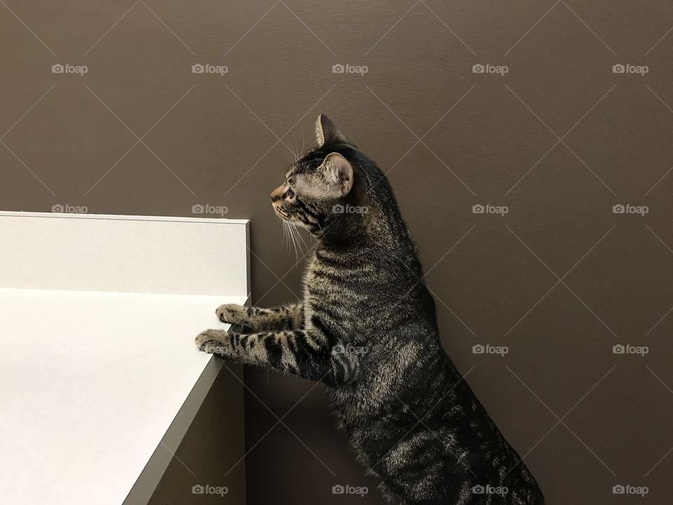 Cat exploring new room