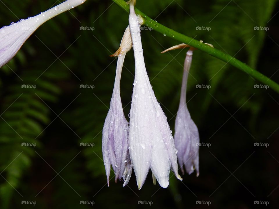 close up of white, lite purple flowers