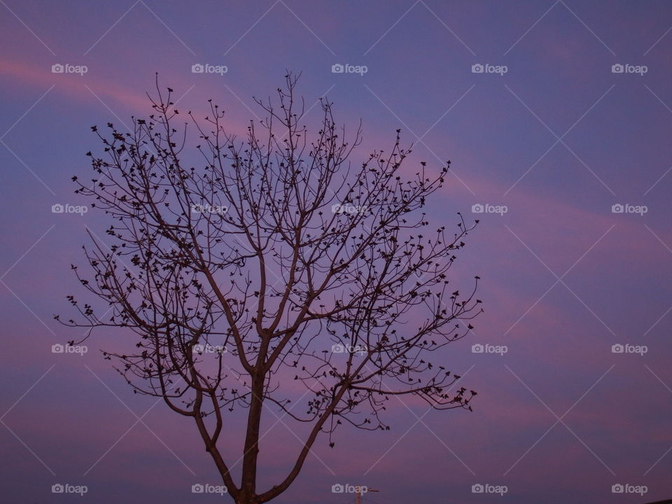 Lone tree branch silhouette against a beautiful purple evening dusk with a streaks of orange clouds.  