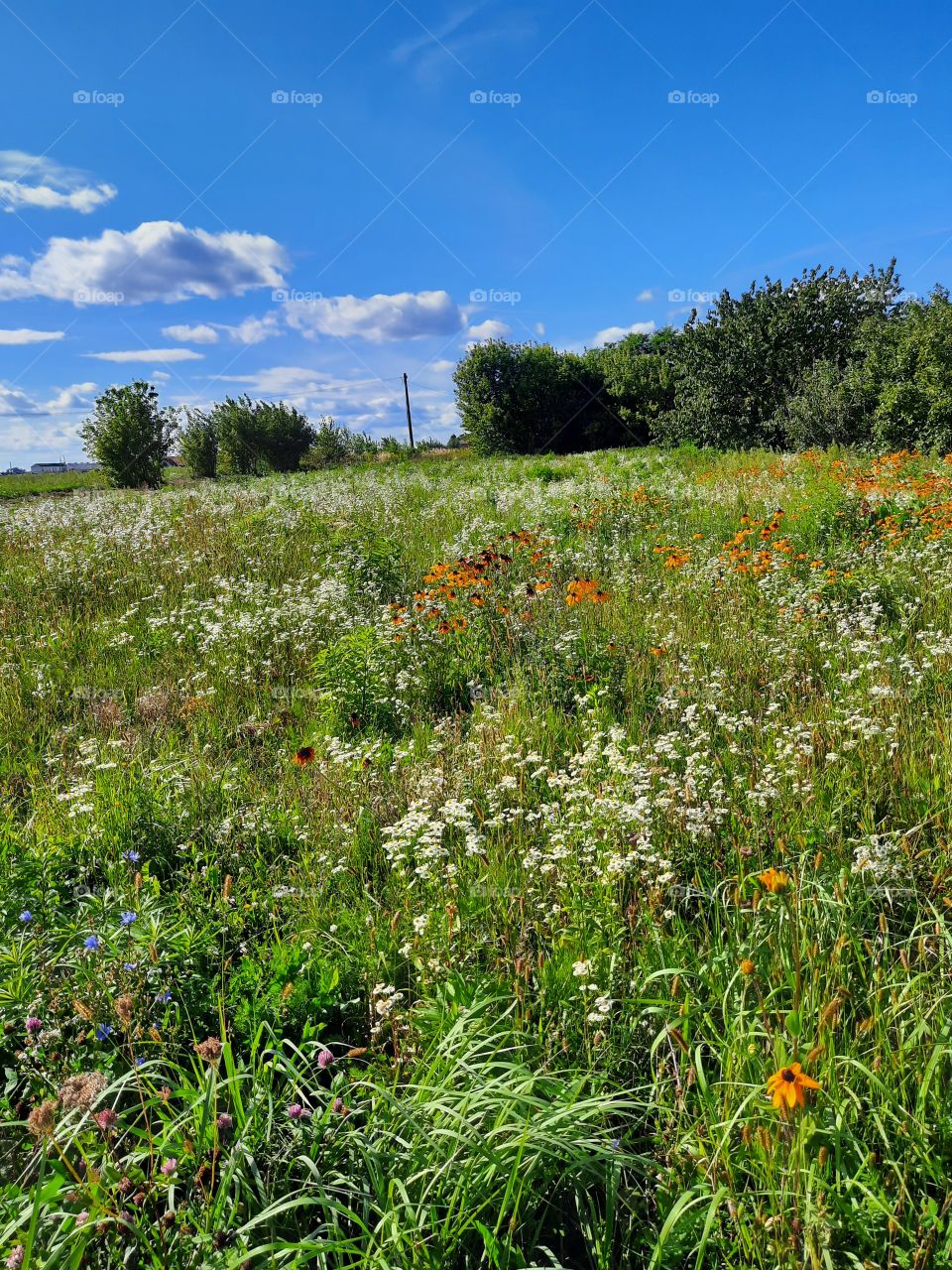 summer meadow on sunny day