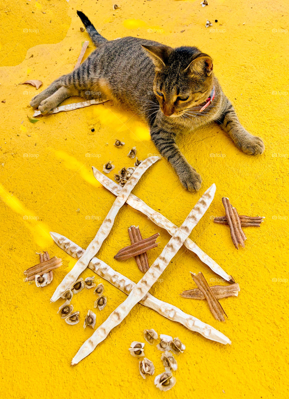 Cat playing tris game with moringa seeds in a yellow background 