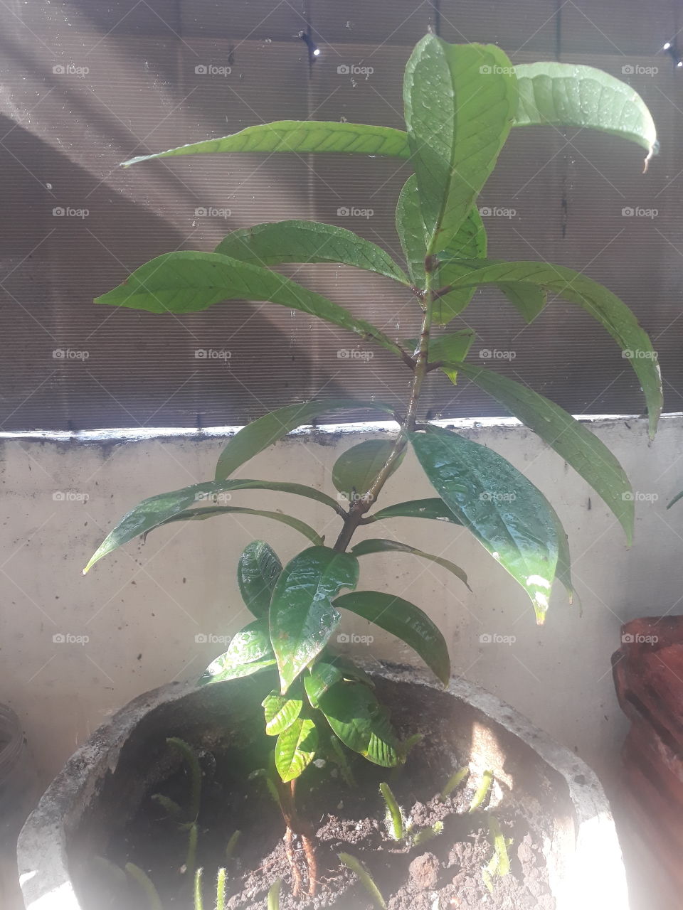 guava fruit tree