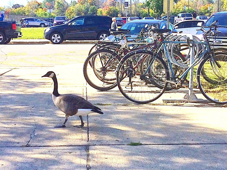 Canada geese strolling in the city