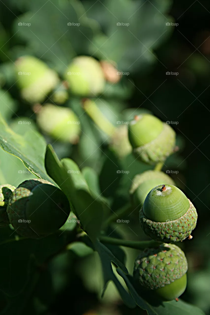 Acorn