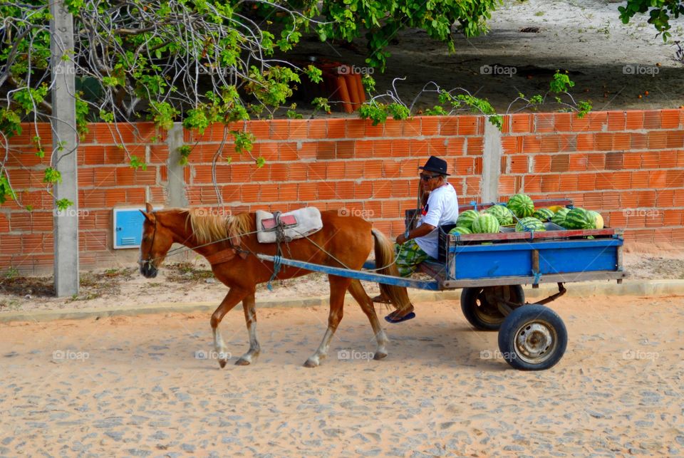 The watermelon seller