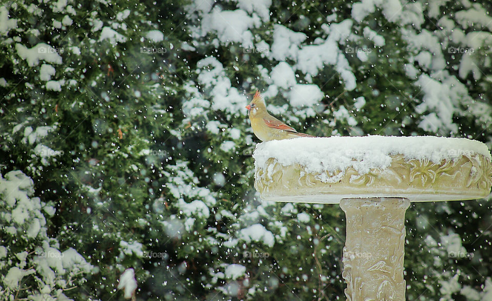Cardinal on bird bath in falling snow