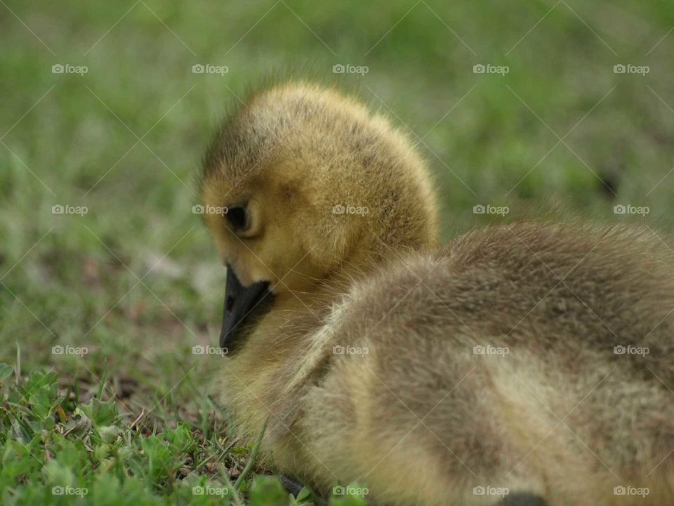 Baby Geese