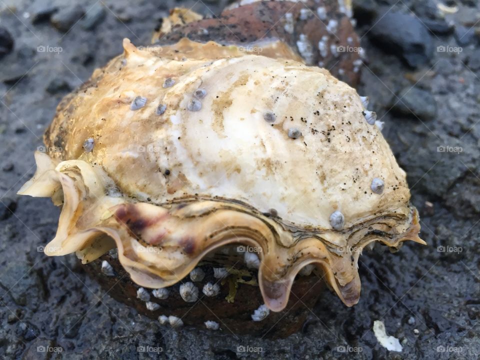 Oyster