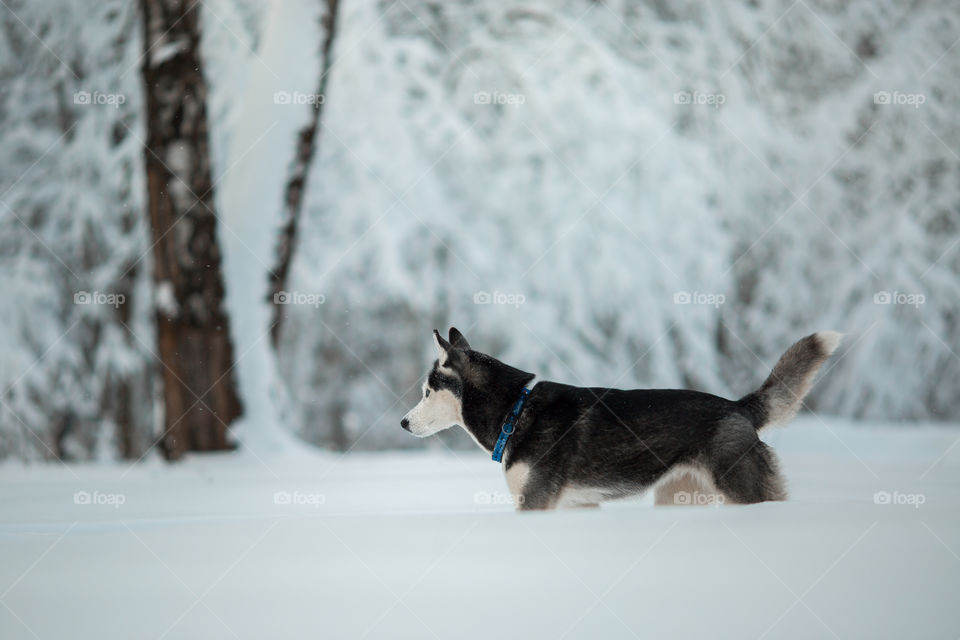 Walking with husky in winter park