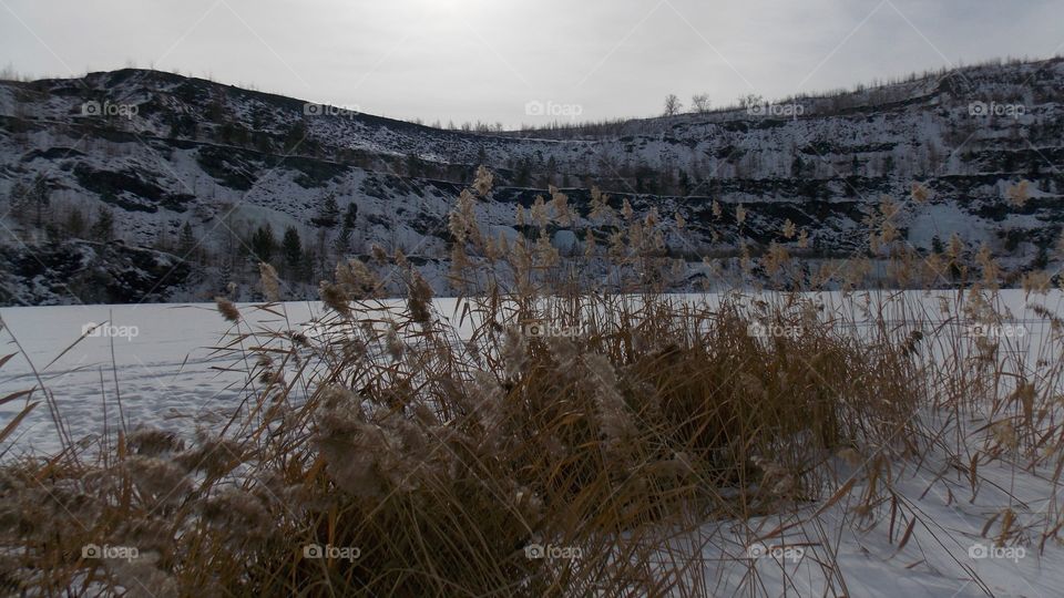 Reed on the snow of Zavitinsky lithium quarry in Transbaikalia.