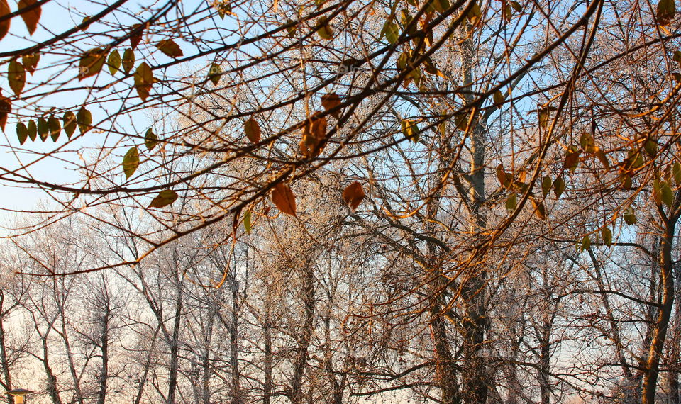 Forest in the late fall