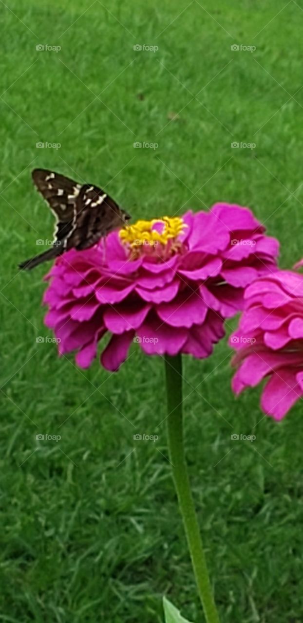 Zinnia