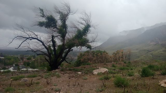 spooky tree 