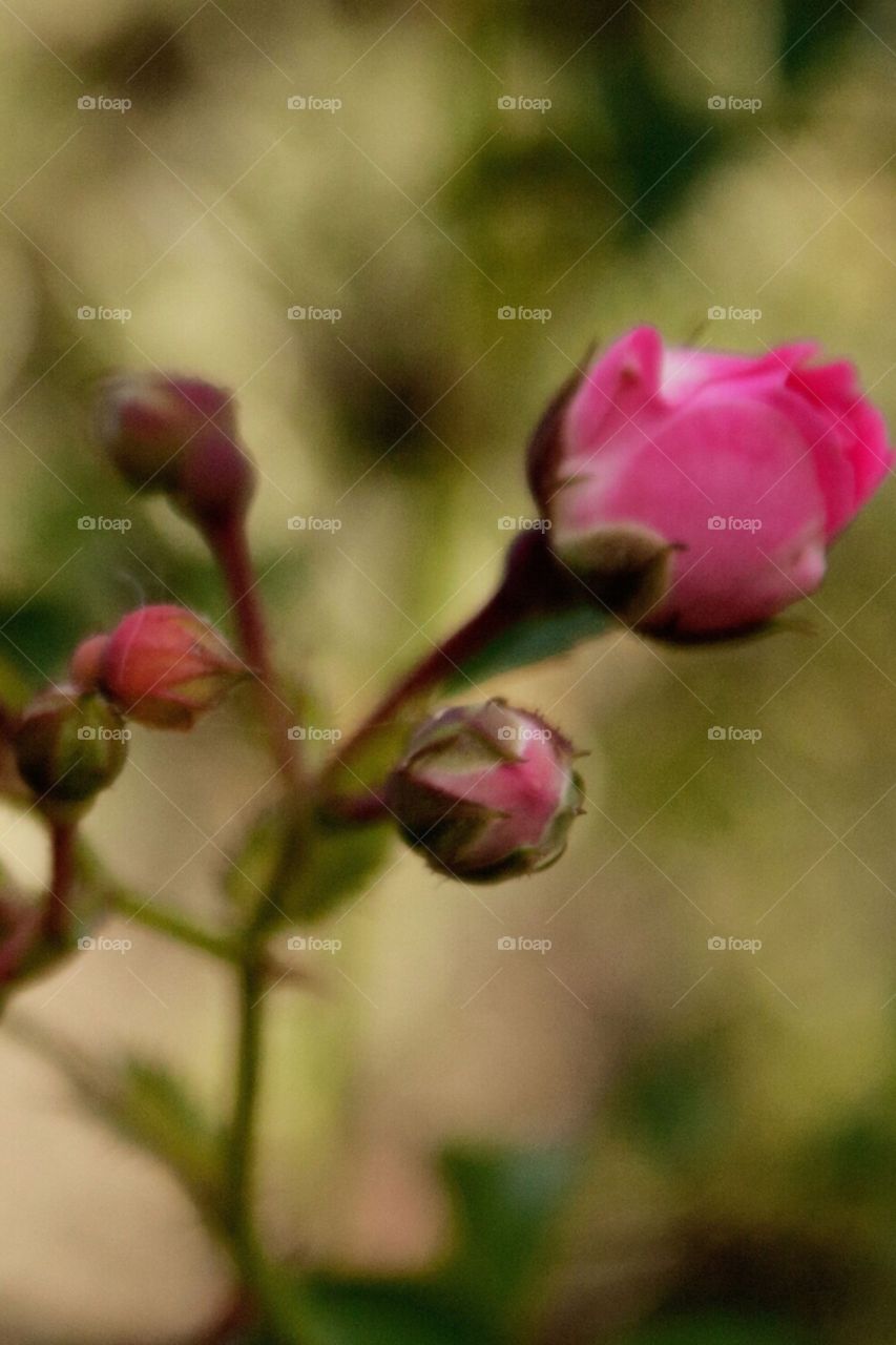 Close-up of rose flower buds