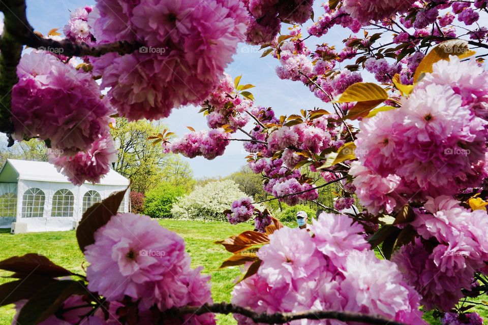 Tents and cherry blossoms, the perfect setting for a spring fling 