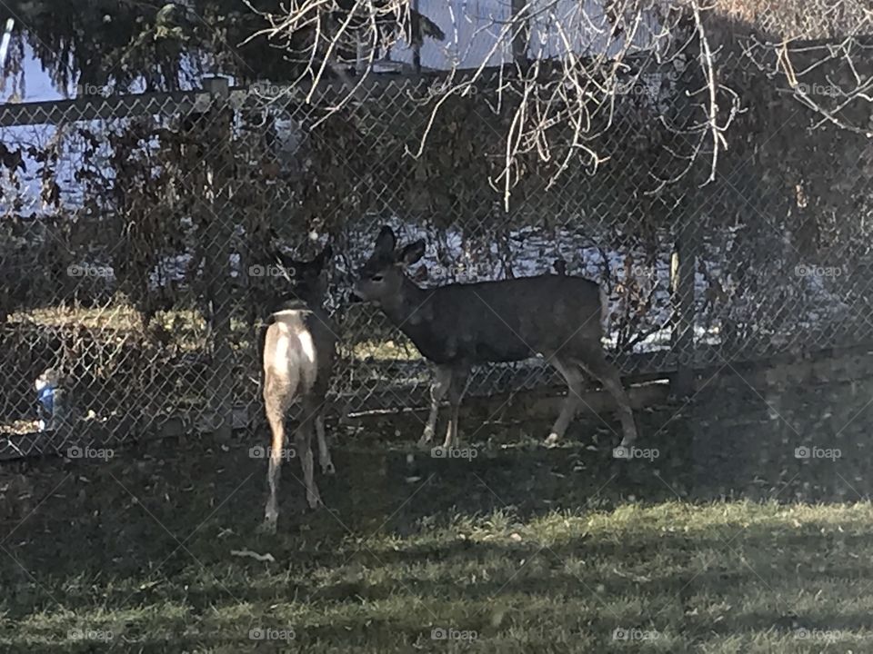 Two deer outside.