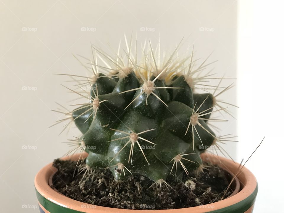 Cactus