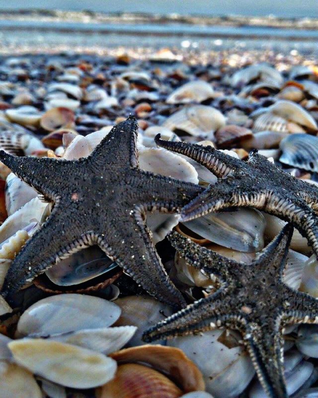 The sea