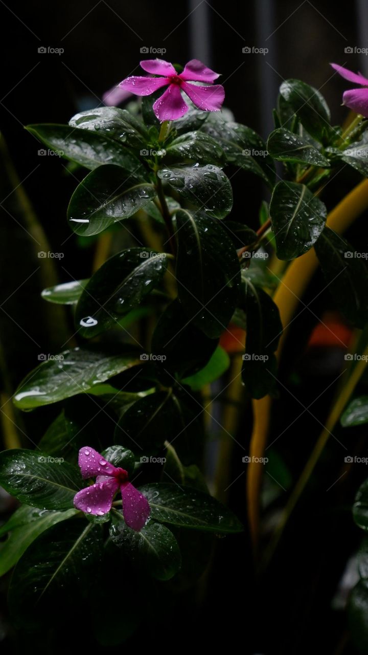 Persimmon is an annual shrub that originates from Madagascar but has spread to other tropical regions. Its scientific name is Catharanthus roseus Don. this ornamental garden plant is known by various names, such as sindapor, copper flower