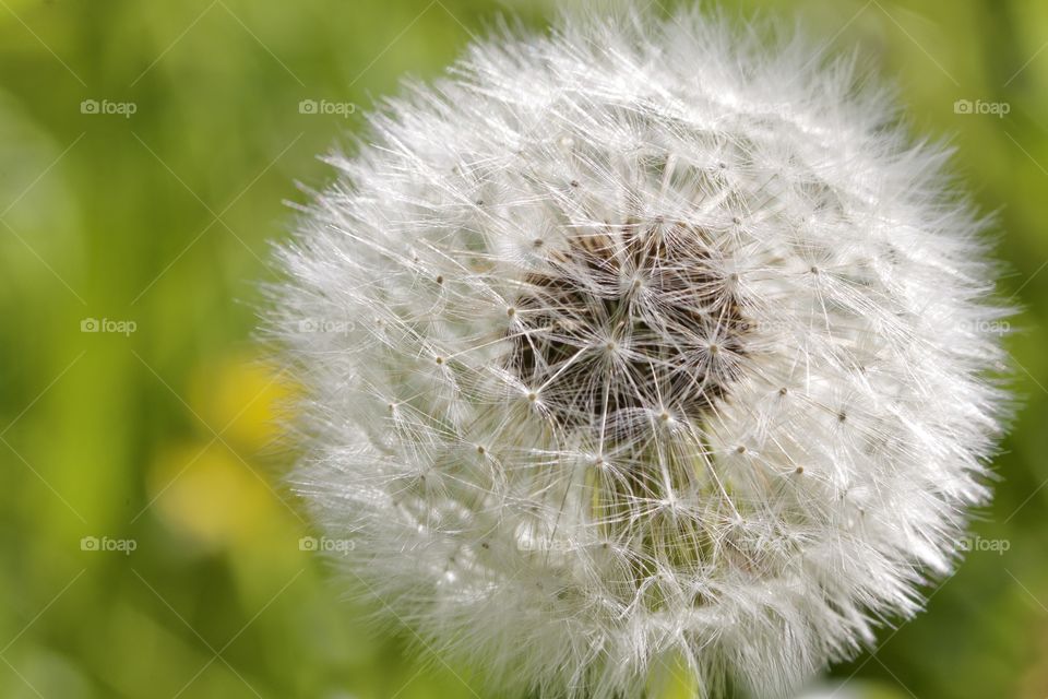 Close-up of dandelion