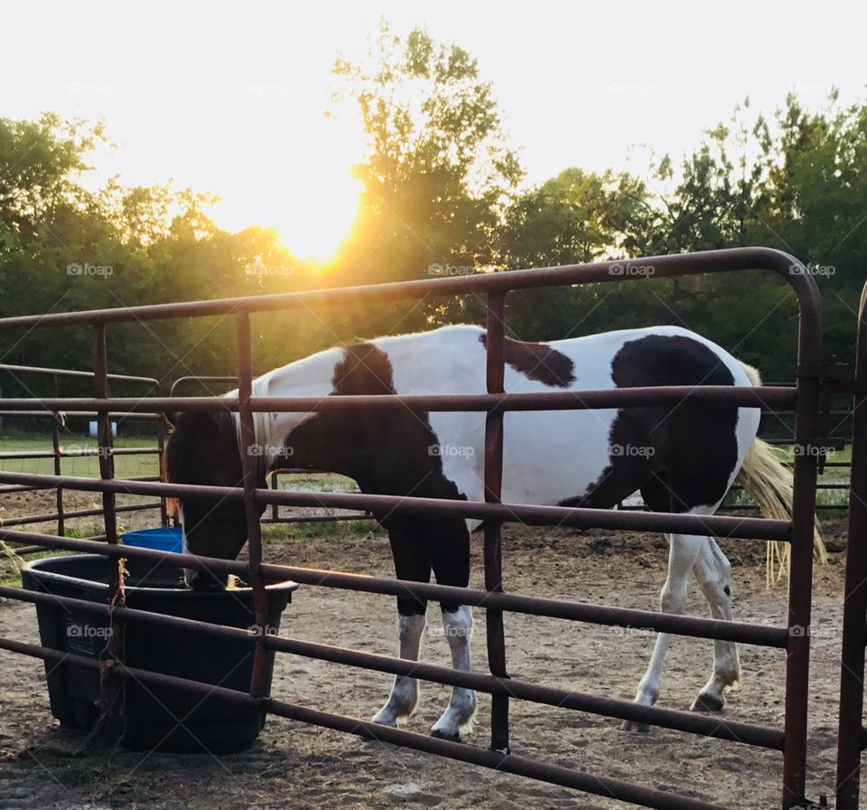 Black and white paint horse Bella chilling out in the sunset.