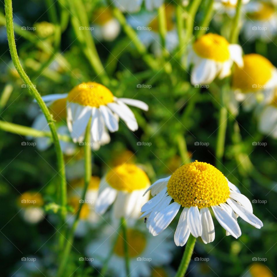 Mother Nature’s wild flowers that make you smile 💛