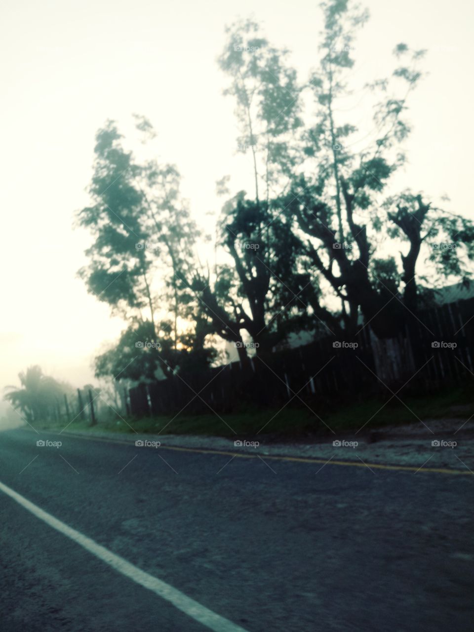 road fog