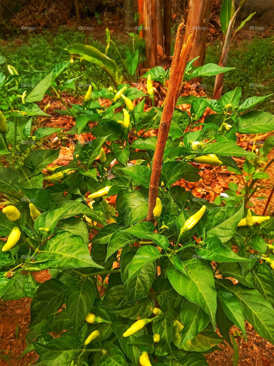 kochchi plant in our garden